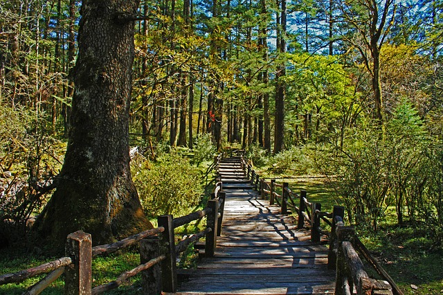 lesní park